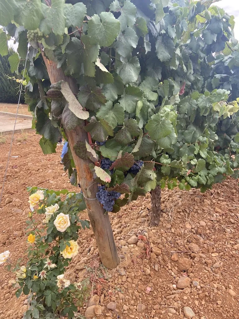 Mayte Luera_Bodegas Gordonzello_Gordoncillo_review