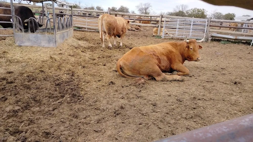 Mr. WRITER_Bueyes El Capricho_Santa Elena de Jamuz_review