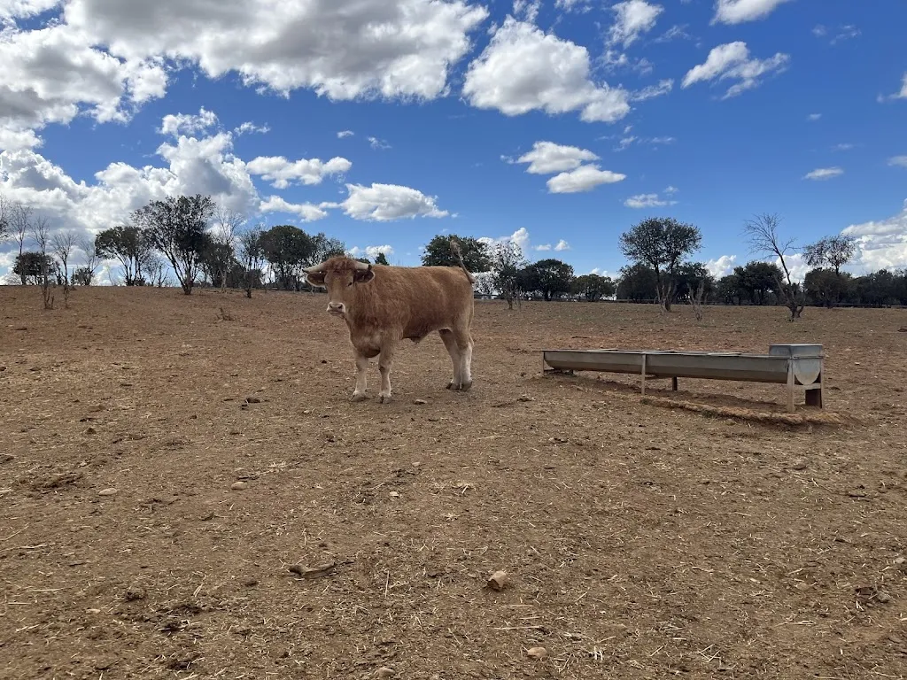 Bueyes El Capricho_Santa Elena de Jamuz_slider_image_1