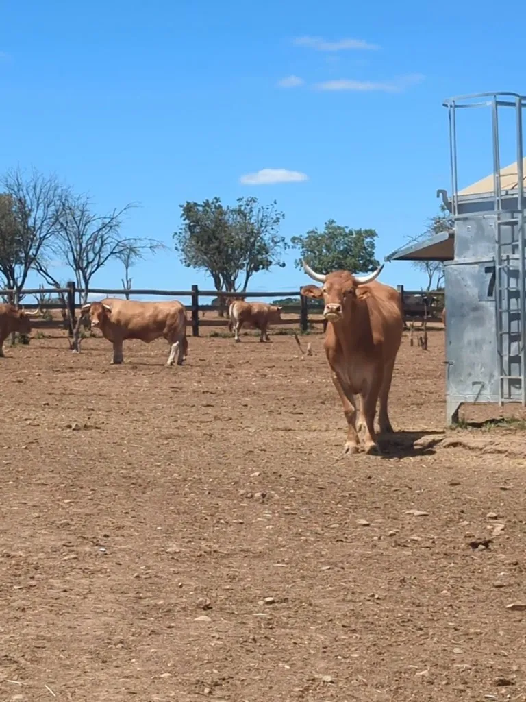 Bueyes El Capricho_Santa Elena de Jamuz_slider_image_2