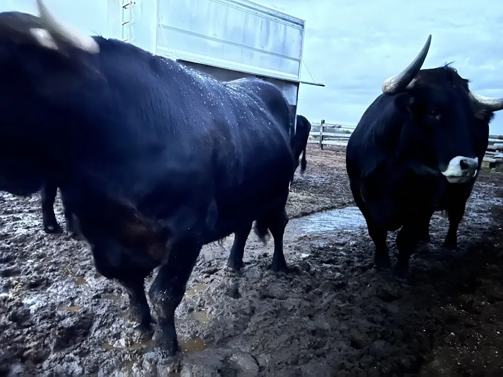 Bueyes El Capricho_Santa Elena de Jamuz_slider_image_3