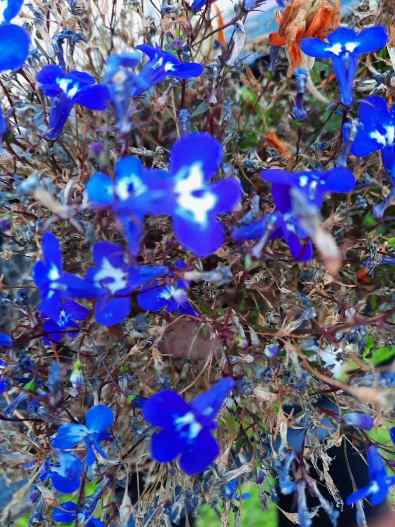 ila cheyenne_Café Bar Las Praderas_Santovenia de la Valdoncina_review