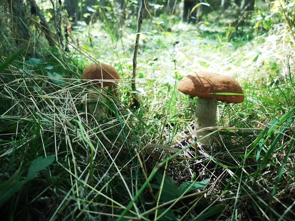 Álvaro Muñoz_Hotel Rural Restaurante Los Argüellos_Valdelugueros_review