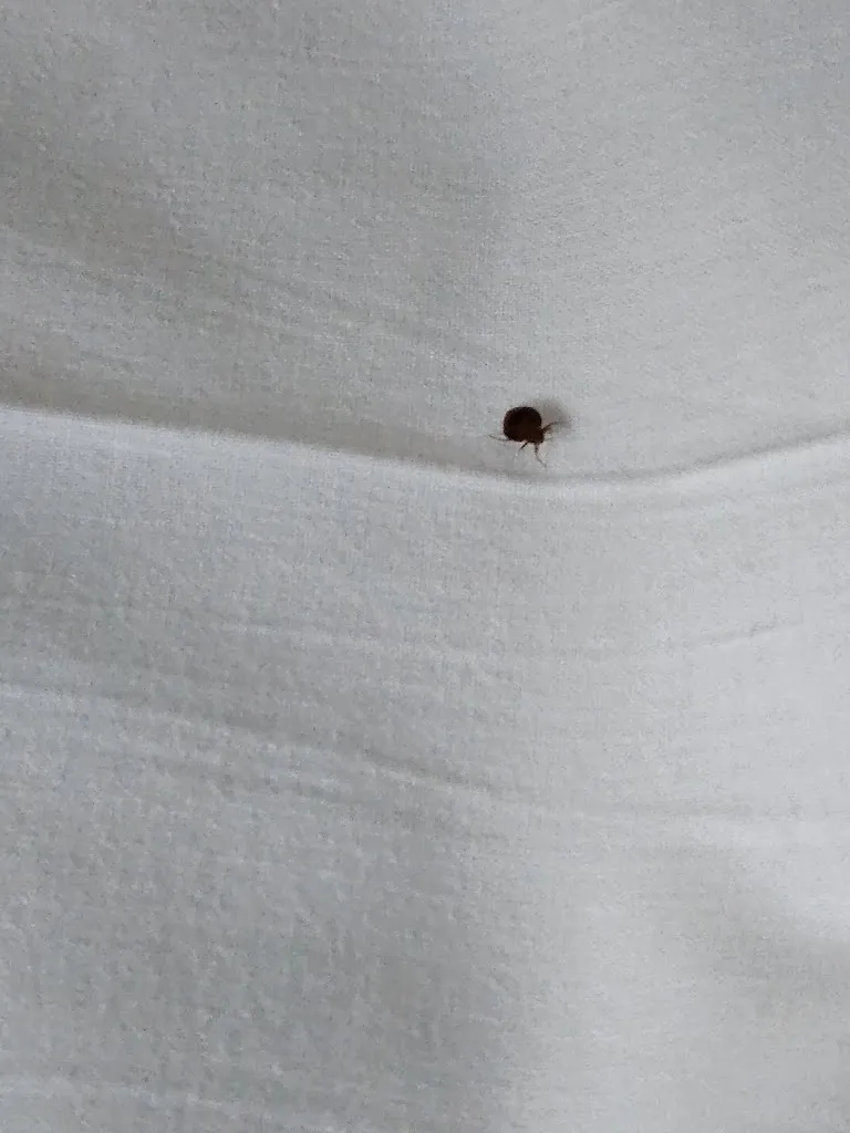 Tilen Pogačnik_San Nicolas el Real_Villadecanes_review