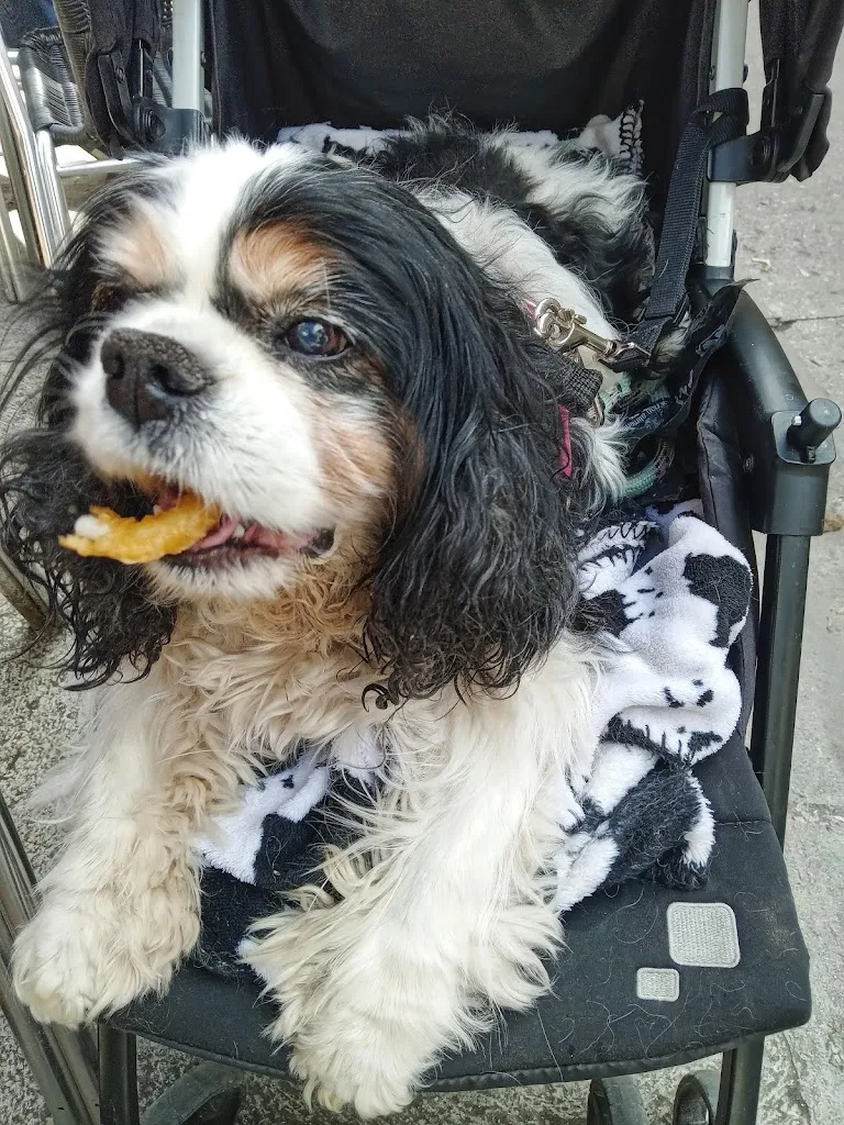 Stephen Branley_Restaurante las Rejas_Bossòst_review