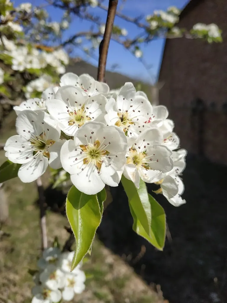Ajuntament de Castell de Mur_Castell de Mur_slider_image_2