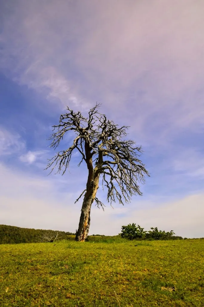 Josep Maria Castellar_Restaurant Cap Del Pla_Lladurs_review