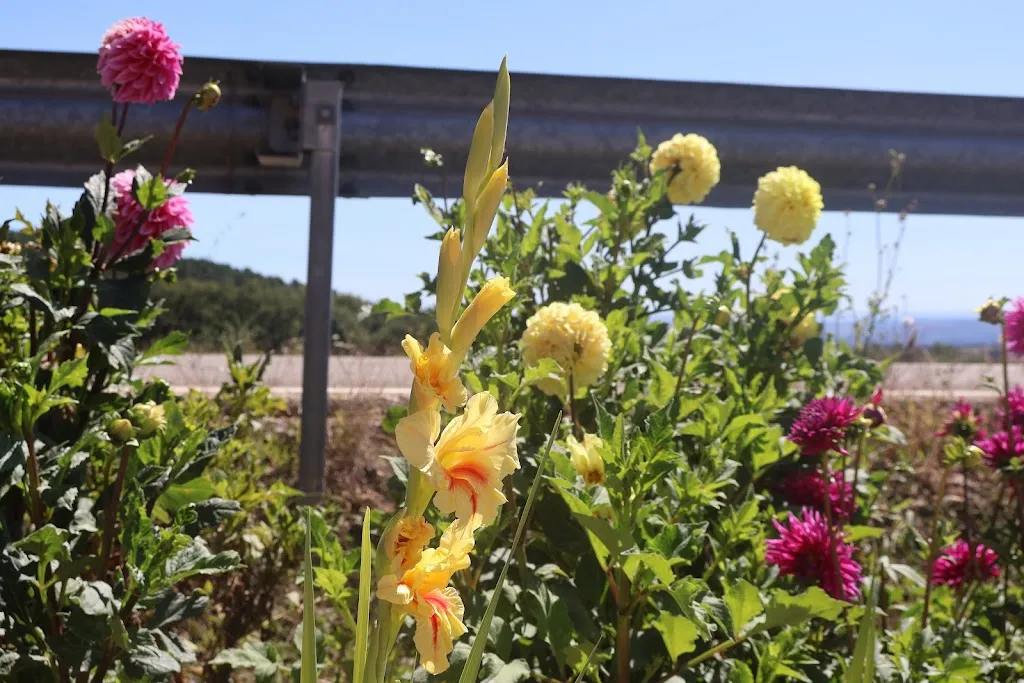 Marta V. B._Restaurant Cap Del Pla_Lladurs_review