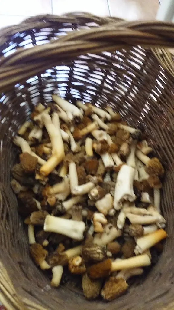 Menu_Casa Lluís_Montferrer i Castellbò_image_2