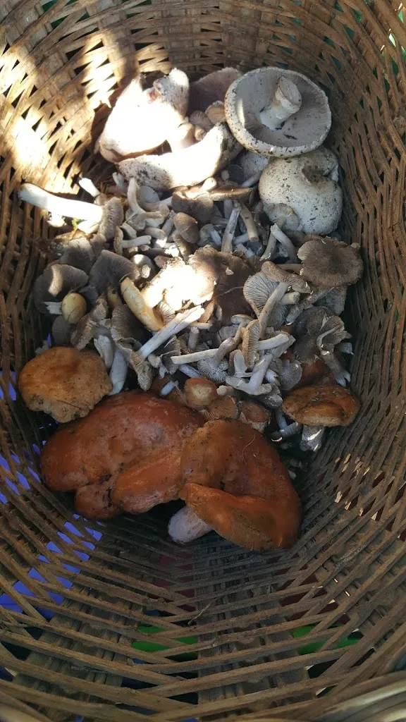 Menu_Casa Lluís_Montferrer i Castellbò_image_7