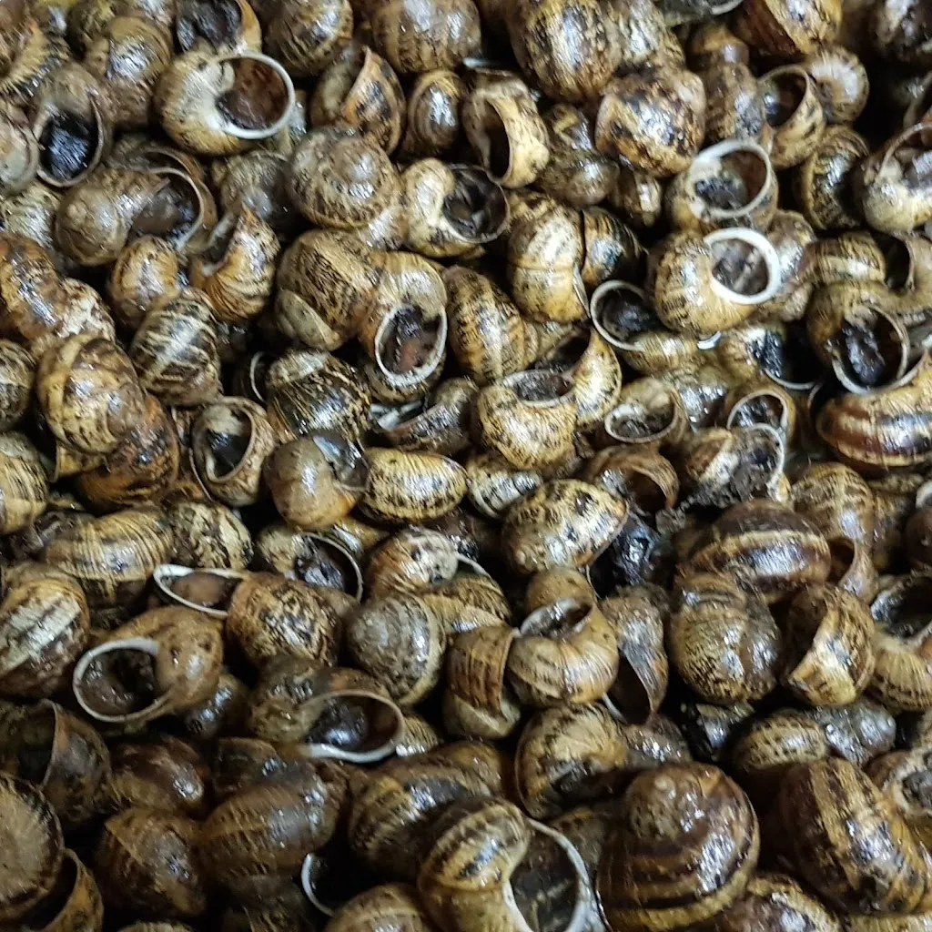 Menu_Bar Centre El Vilosell_Vilosell El_image_5