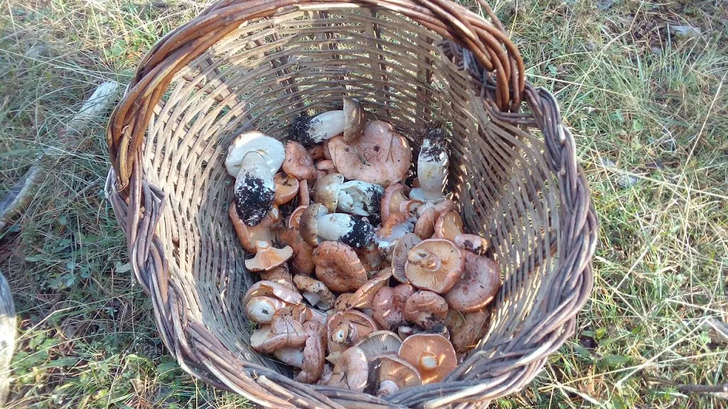 Restaurant Lo Lluís restaurant in Vilosell El