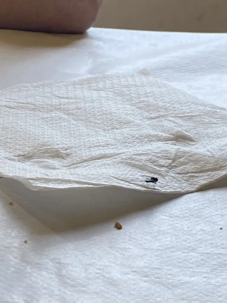 Enrique Hernandez_Bar Pistón_Becerreá_review