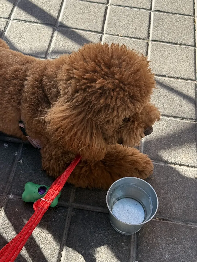 Luz_Cafeteria Ibiza_Chantada_review