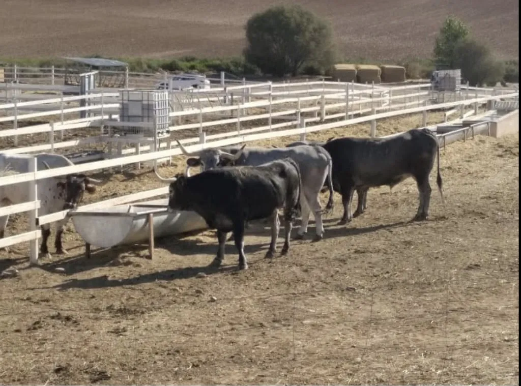 Costillas Tonatiuh S L_Ajalvir_slider_image_1