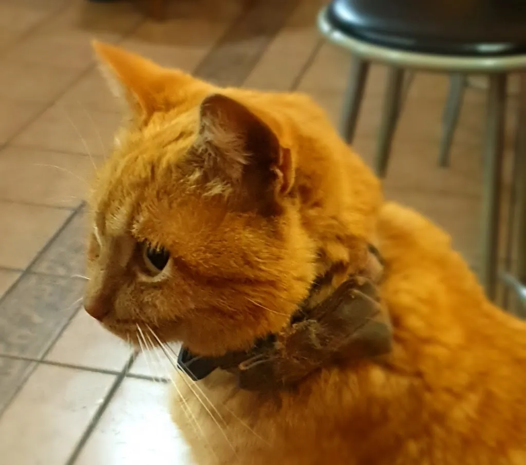 Bar Gregori_Orxeta_slider_image_3