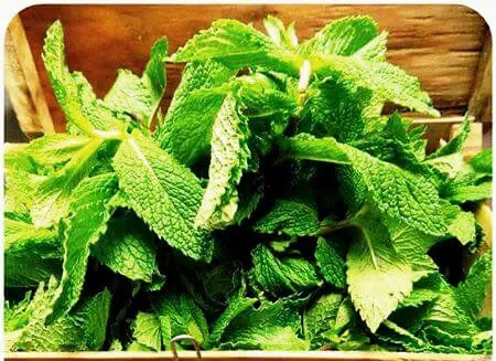 Menu_La Bohème de Navalcarnero_Navalcarnero_image_5