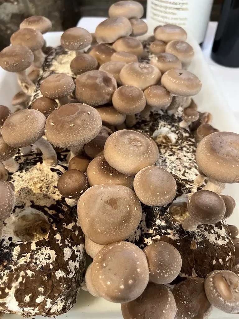 Menu_Restaurante Linares_Parla_image_3