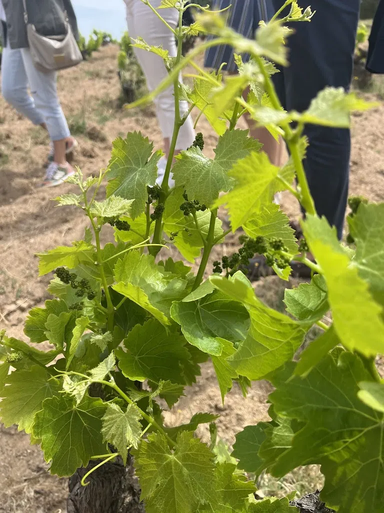 Jaime Quiros_Bodega ValleYglesias_San Martín de Valdeiglesias_recensione