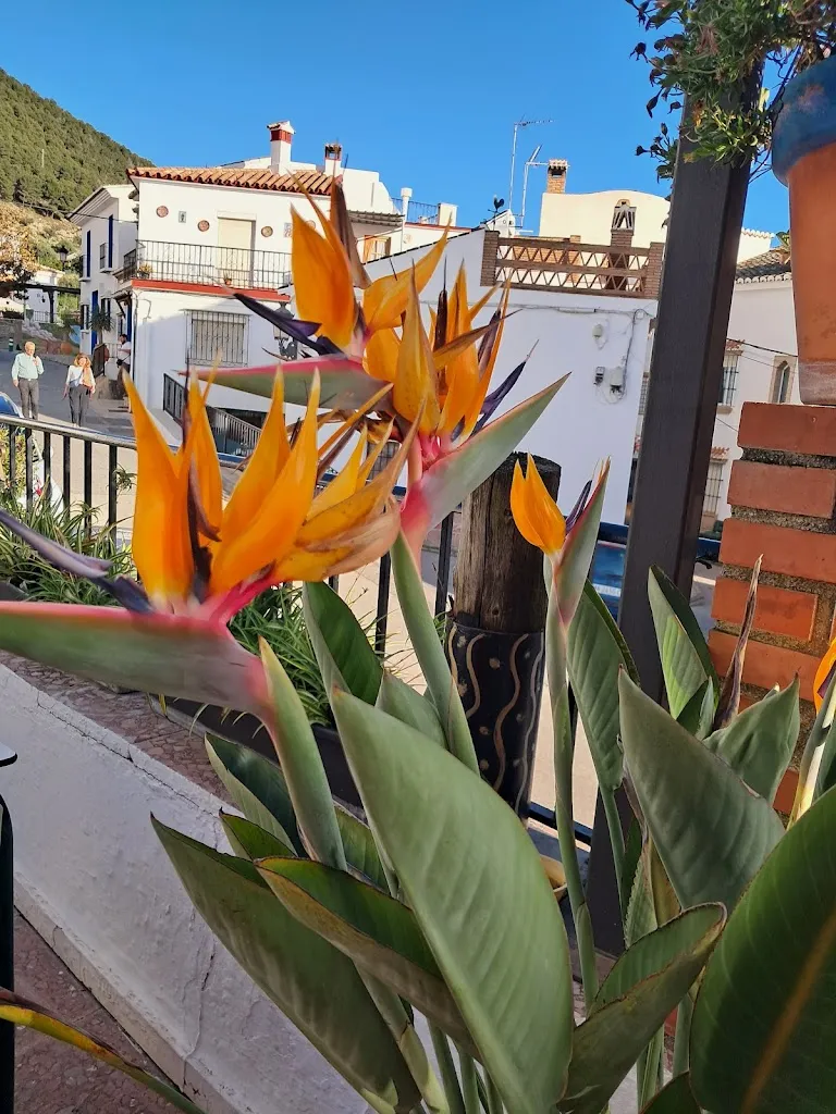 Danielle Edwards_El Rancho Grande_Alcaucín_review