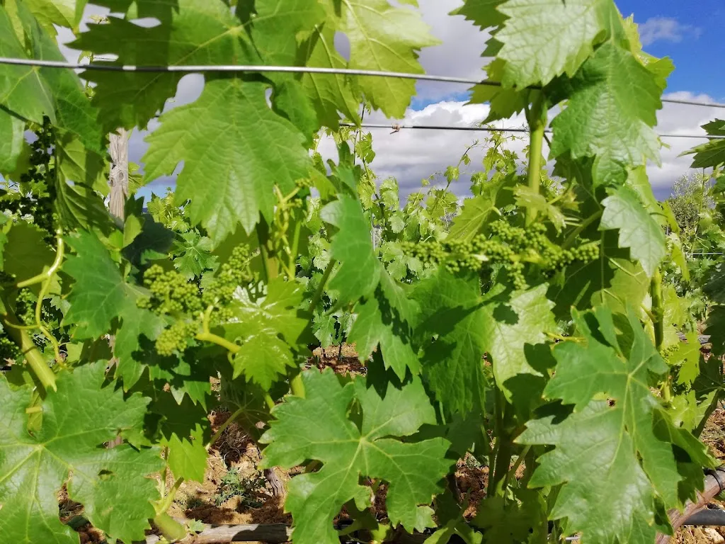 Menu_Mesón La Ermita_Algatocín_immagine_7