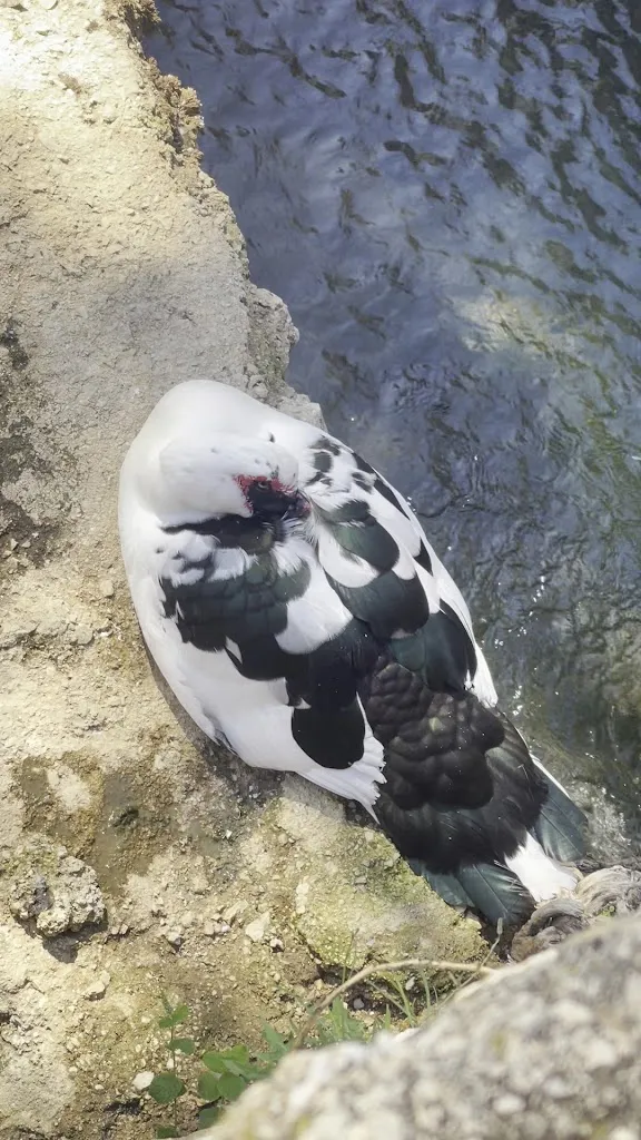 Manuel L.C._Bar Restaurante El Nacimiento_Igualeja_recensione