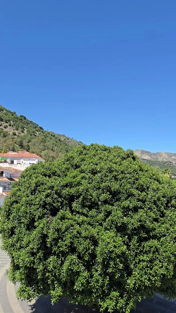 Rouhollah Mousavi _Restaurante La Reja. Steak House & Traditional Spanish Restaurant with Panoramic Views_Mijas_review