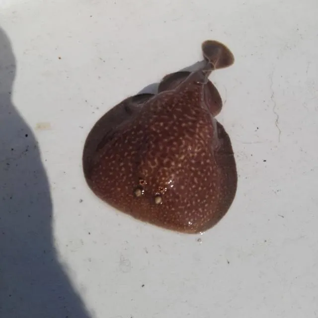 Menu_Cervecería Tecate_Boiro_image_8