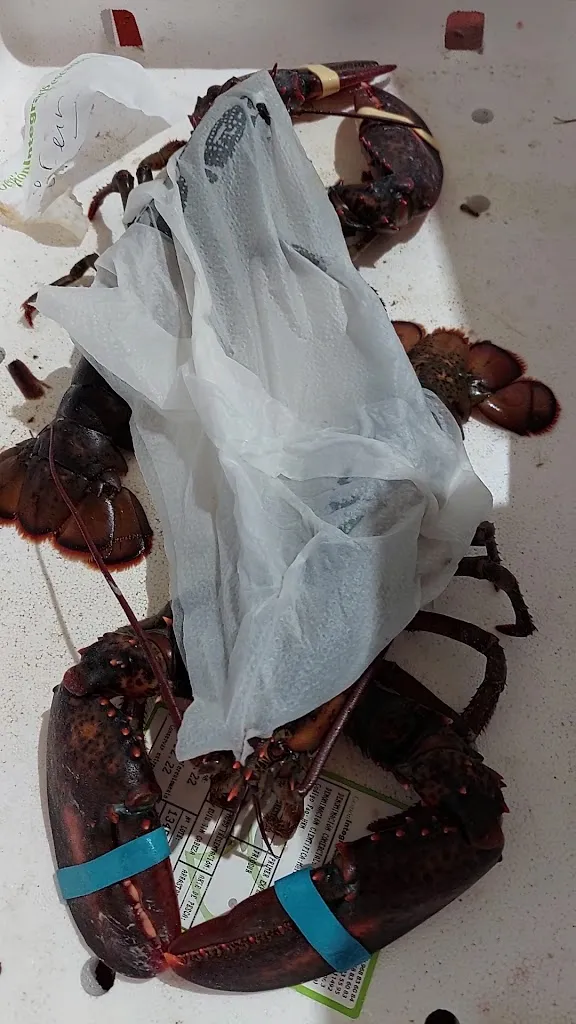 Salah Salhi_Lonja de Alcantarilla_Alcantarilla_recensione