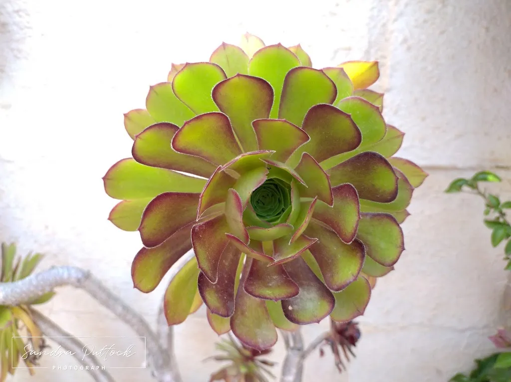 Angelo's Pizzeria_Atamaría_slider_image_3