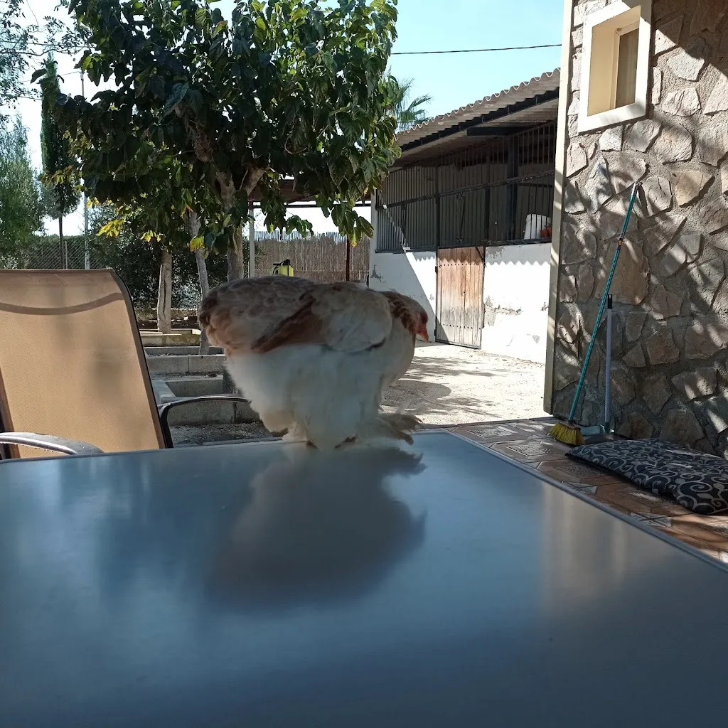 La barra de oksana_Lorquí_slider_image_3