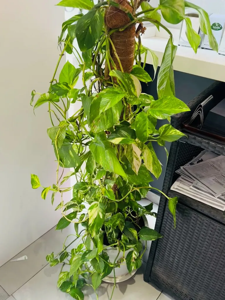 Rockabilly gastrobar_Molina de Segura_slider_image_2