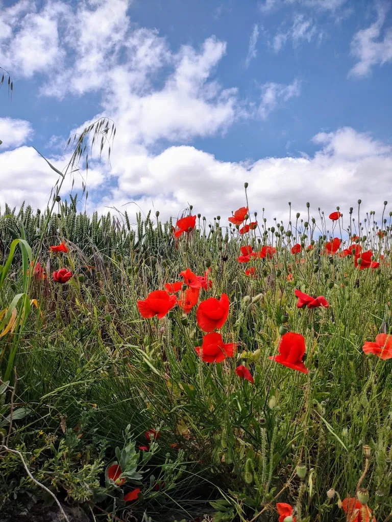 gurutze_Bar Bariaín_Beire_review