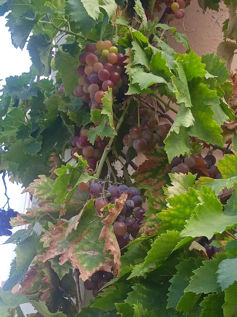 Menu_Bar Goñi Restaurante_Beriáin_image_1