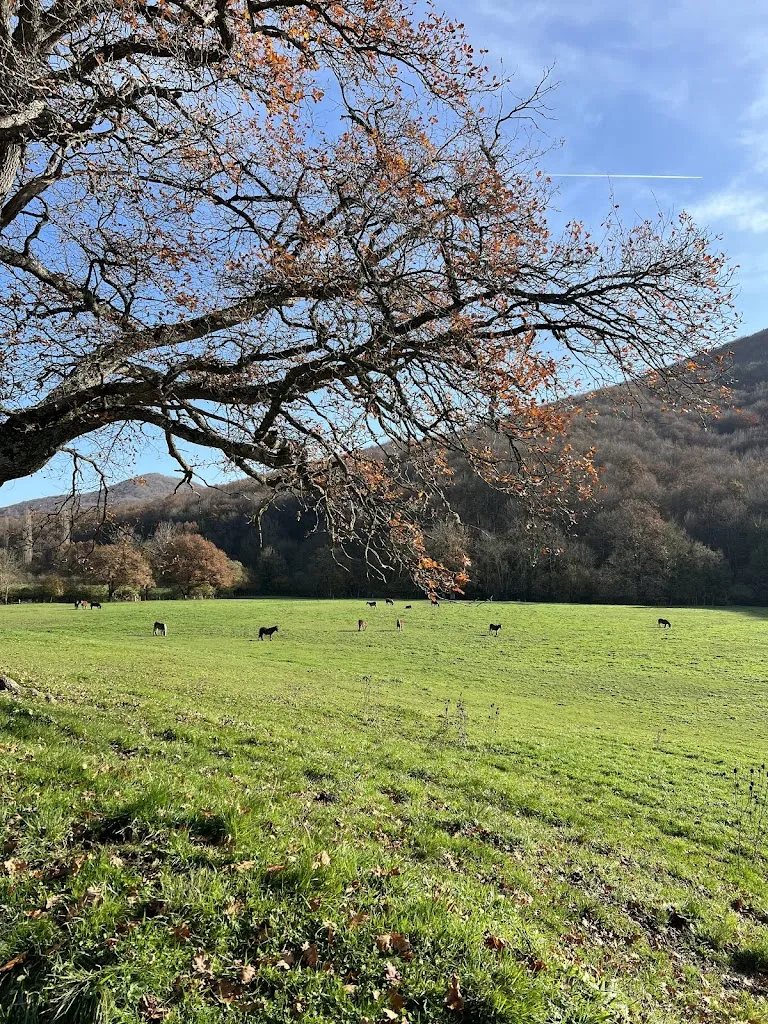 Emma Gere_Apeztegiberriko Denda - Taberna_Basaburua_review