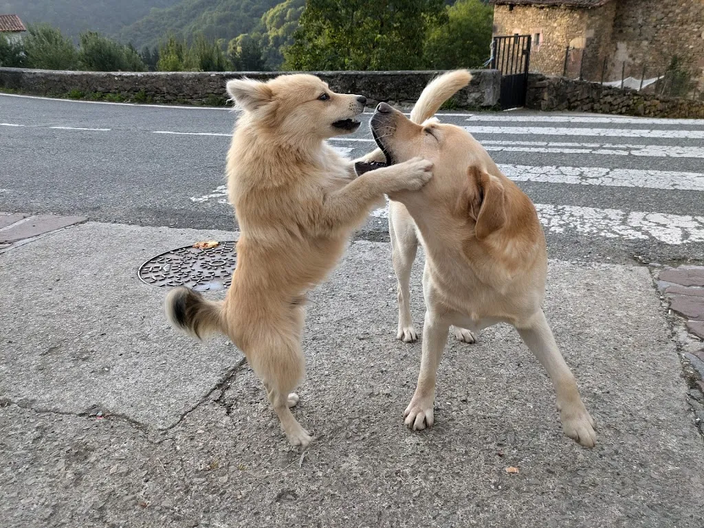 Copester_Ezkurra Ostatua| Barranka jatetxea_Basaburua_review