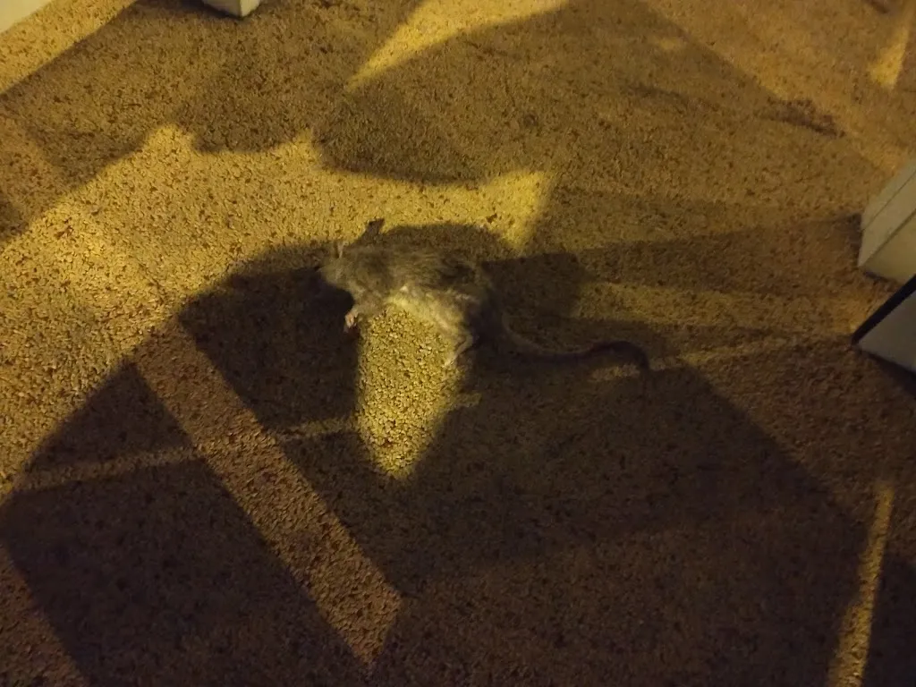 Anonimus_Lorea Taberna_Barañáin_recensione