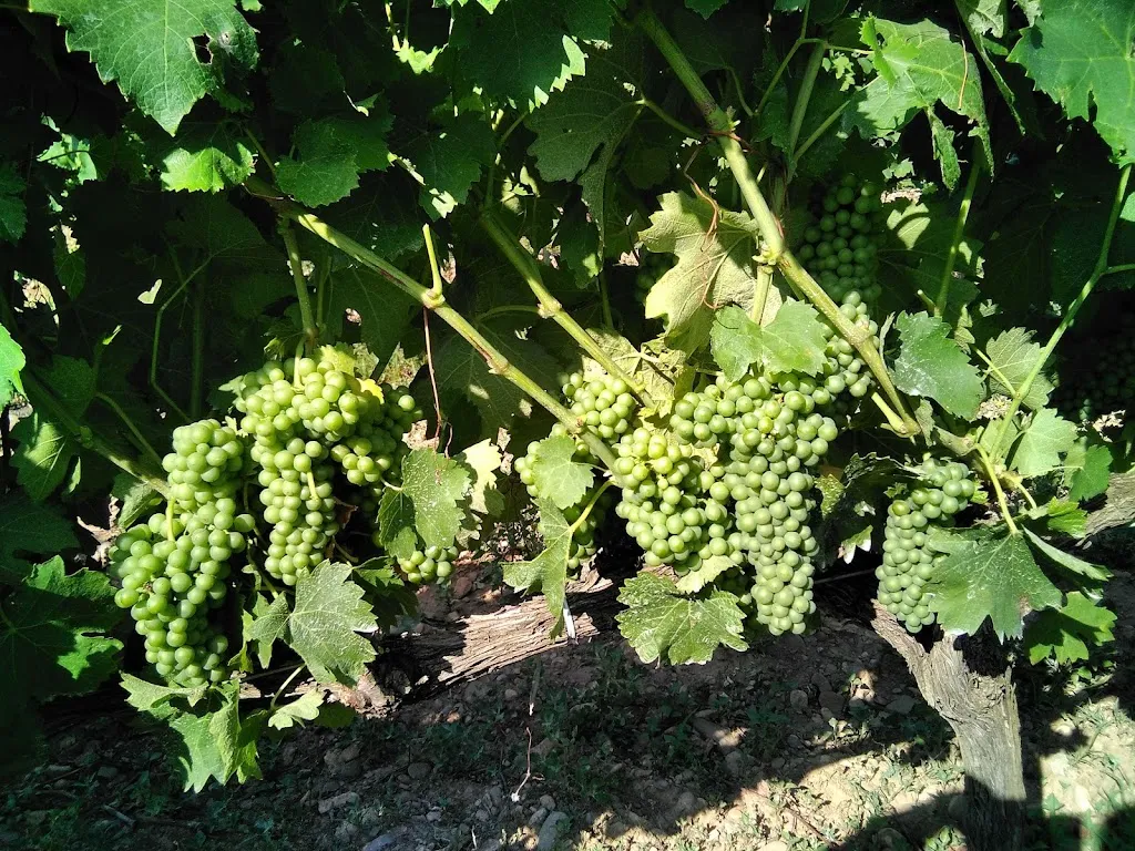 Ruben Oses_Cafe Bar Casa Antonio_Miranda de Arga_review