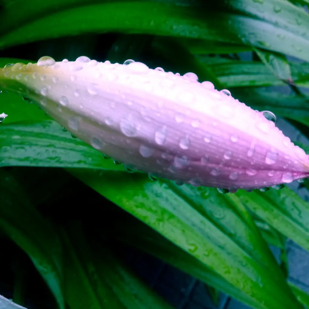 CAFÉ Don Floro._Amoeiro_slider_image_3