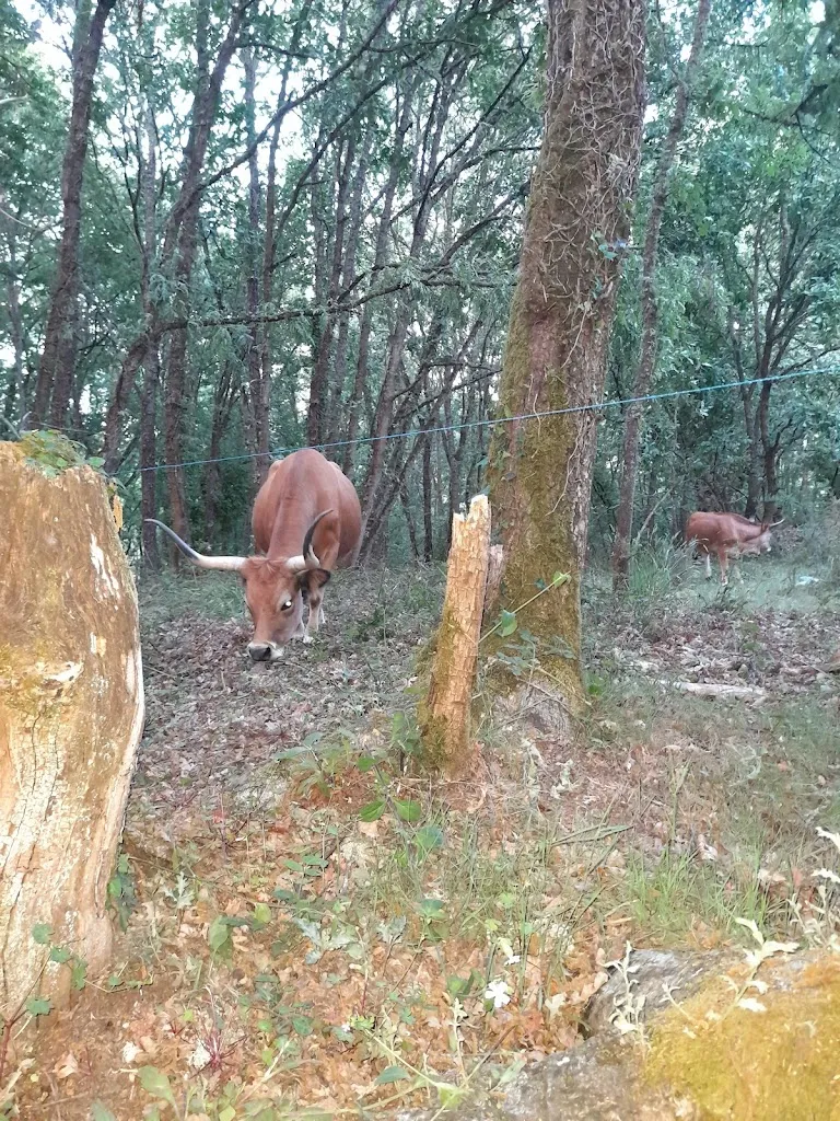 Yireh_Ecoespazo O Rexo_Xunqueira de Ambía_review