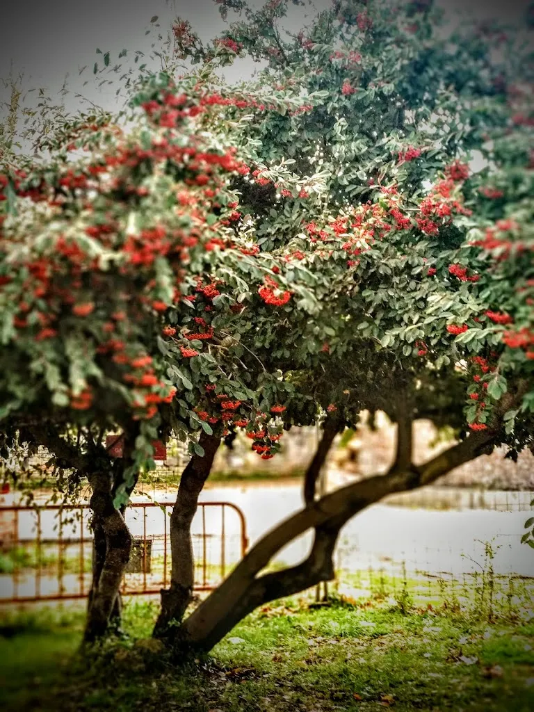 Bar Restaurante Centro de Día_Barruelo de Santullán_slider_image_3