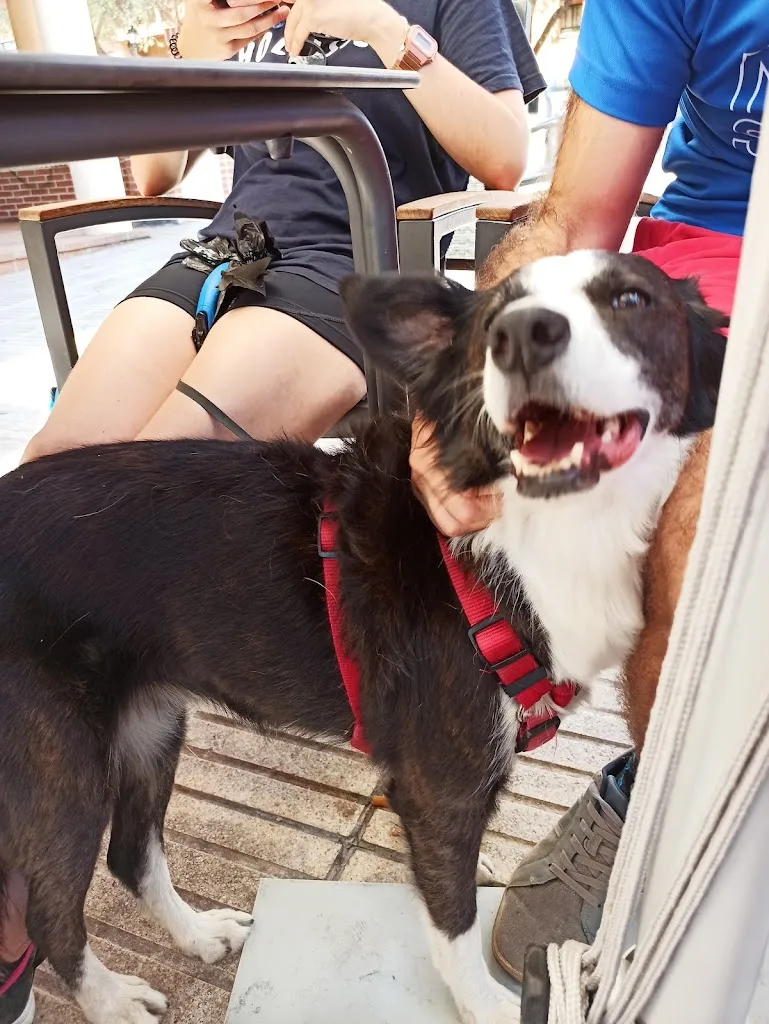 Claudia Rodriguez Hernandez_Pichi's_Berzosilla_review