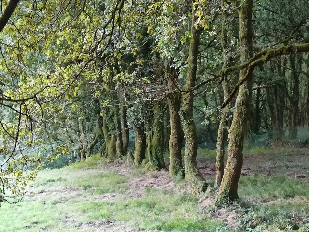 Café bar restaurante o espigueiro_Cerdedo_slider_image_3