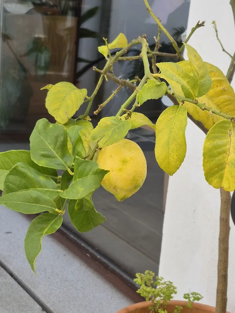 Philip Milmine_Restaurante Pradoviejo_Moaña_review