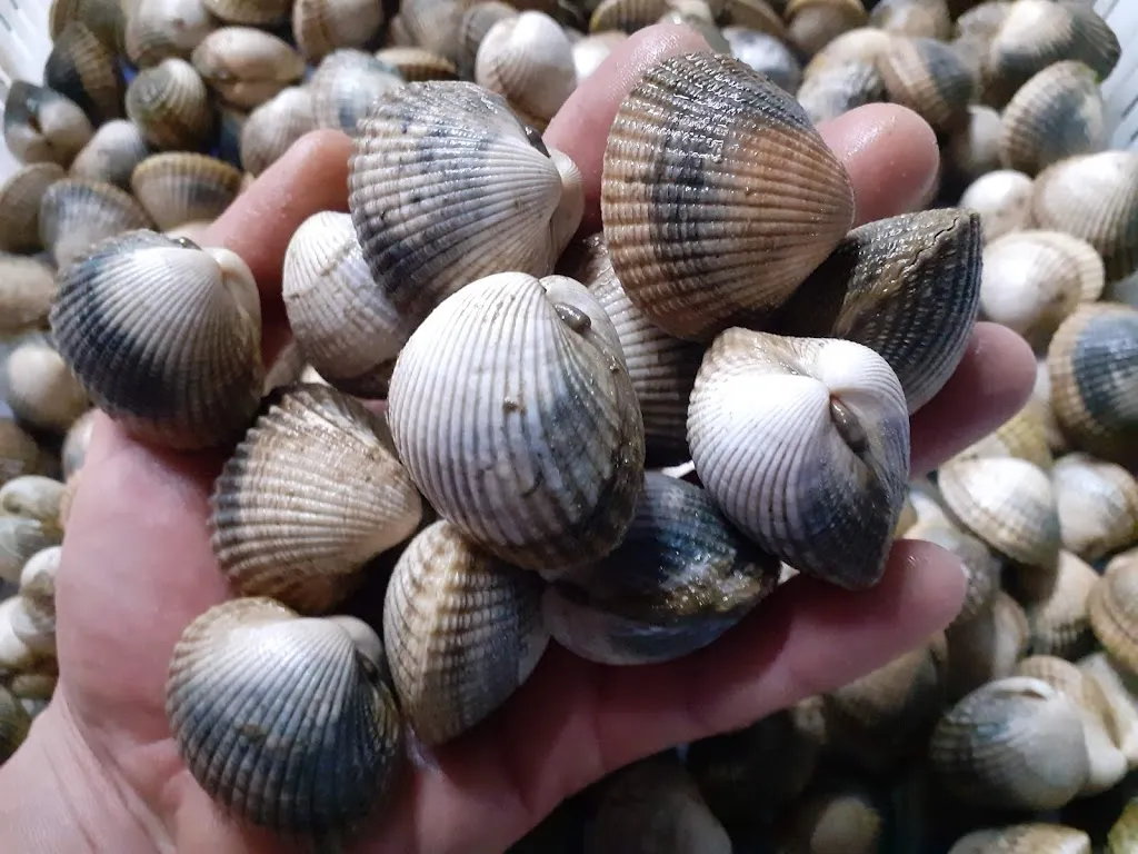 Cooperativa Ría de Arousa_Illa de Arousa A_slider_image_3