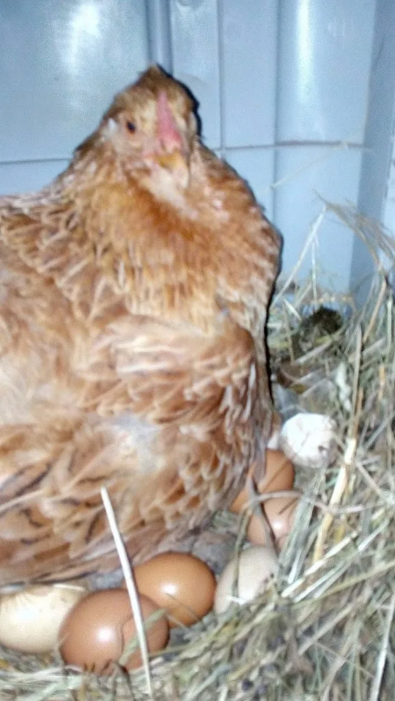 Menu_Mesón O Con._Sanxenxo_image_7