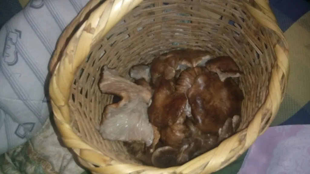 Menu_Altozano Bar_Cespedosa de Tormes_image_9