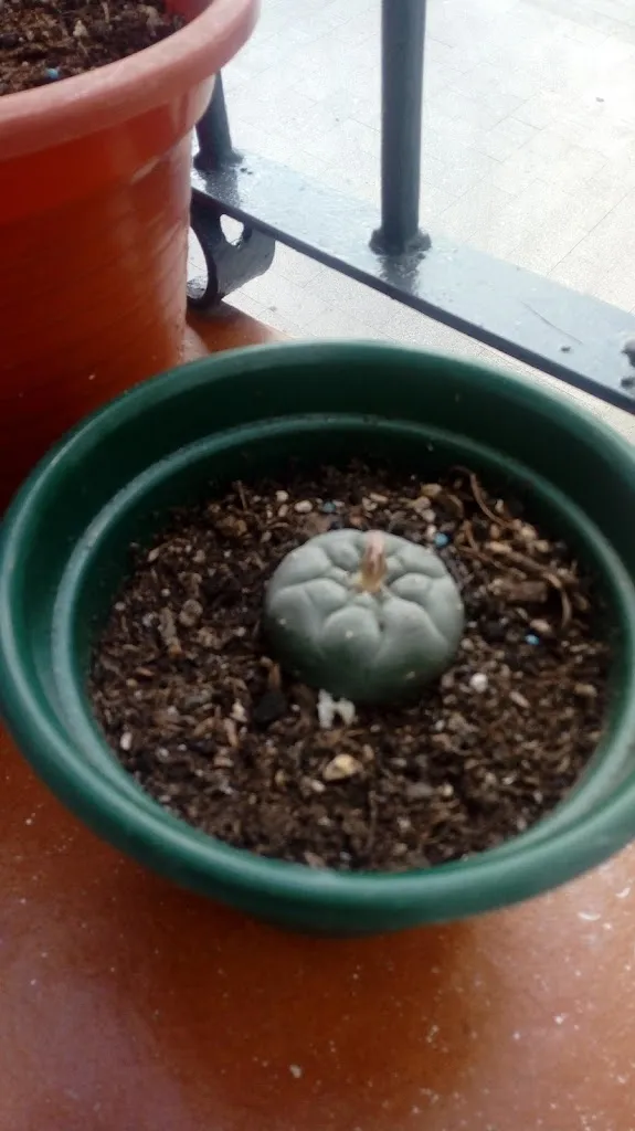 Menu_Bar pucela_Lagunilla_image_4