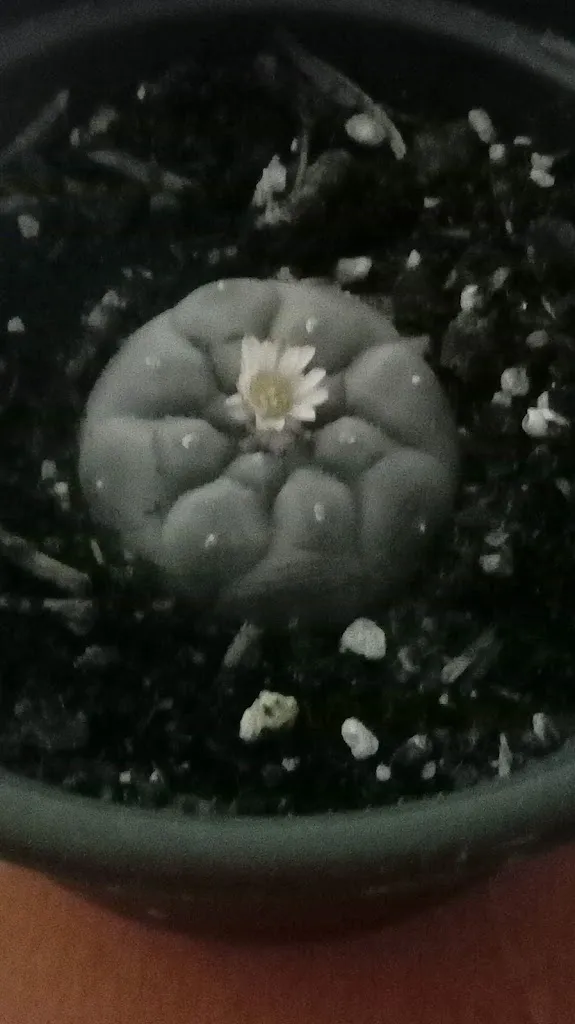 Menu_Bar pucela_Lagunilla_image_6