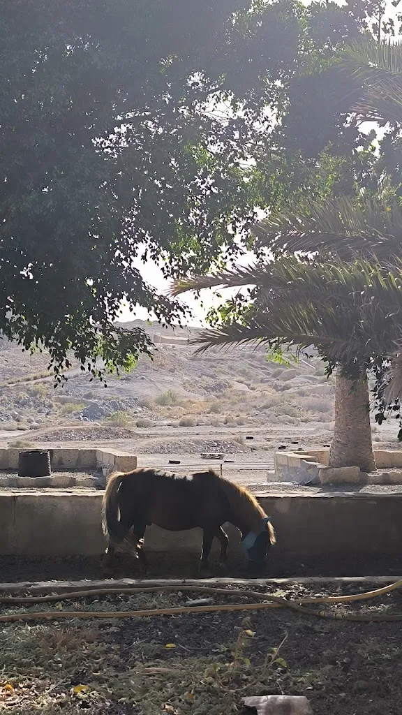 dagmar Kraus_Restaurante Andrómeda II_Arico_review